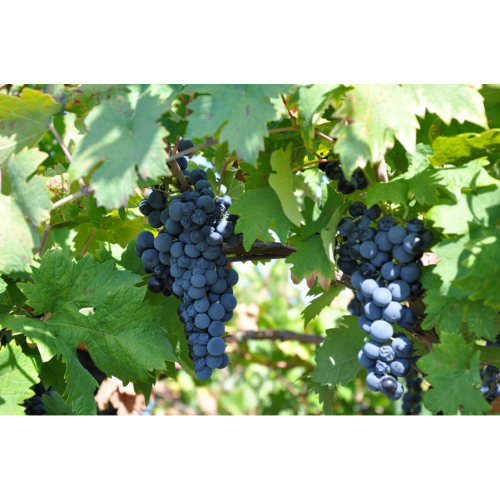 Assiade Riserva Primitivo DOP di Manduria 2017