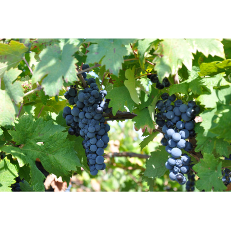 Assiade Riserva Primitivo DOP di Manduria 2017