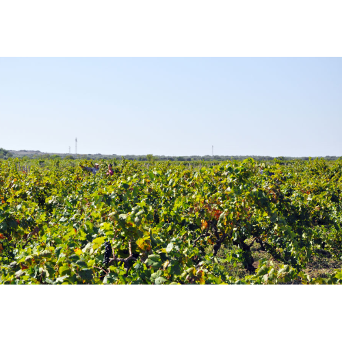 Assiade Riserva Primitivo DOP di Manduria 2017