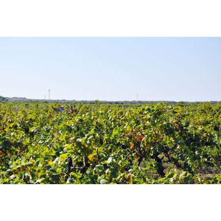 Assiade Riserva Primitivo DOP di Manduria 2017