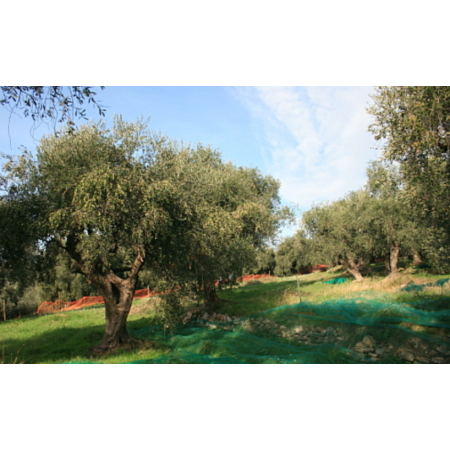 Frantoio Acquista Sugo arrabbiato (180g) | Kitchencorner