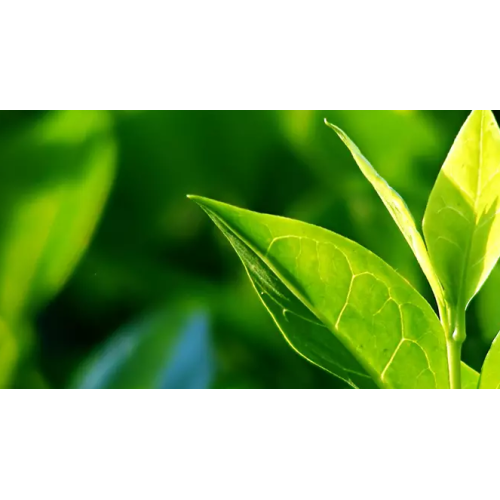 Pukka Elegant Earl Grey Bio-Tee (20 Beutel) online kaufen | Kitchencorner