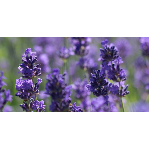 Pukka Buy Night Time organic herbal tea (20 bags) online | Kitchencorner