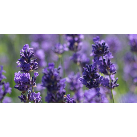 Pukka Night Time Tisane bio (20 sachets) acheter en ligne | Kitchencorner